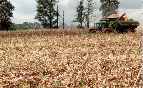 Maíz y soja zafriña están muy afectados por la sequía - Economía - ABC Color