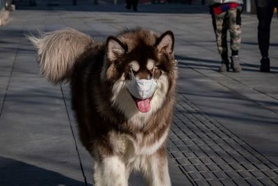 Investigan si los perros pueden detectar el COVID-19 - Mascotas - ABC Color