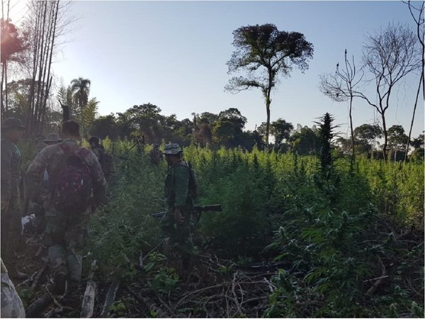 Destruyen más de 100 toneladas de marihuana en Reserva Natural Mbaracayú