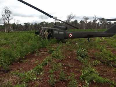 Destruyen 131 toneladas de marihuana en la Reserva Natural Mbaracayú