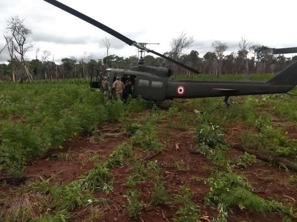 Destruyen 131 toneladas de marihuana en la Reserva Natural Mbaracayú