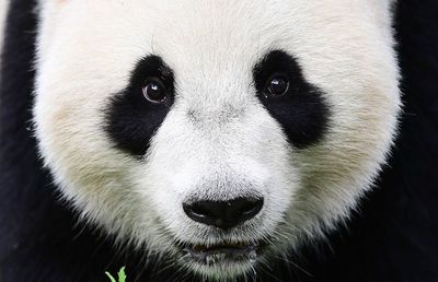 Primer nacimiento de un panda gigante en Holanda