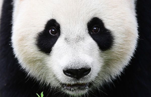 Primer nacimiento de un panda gigante en Holanda