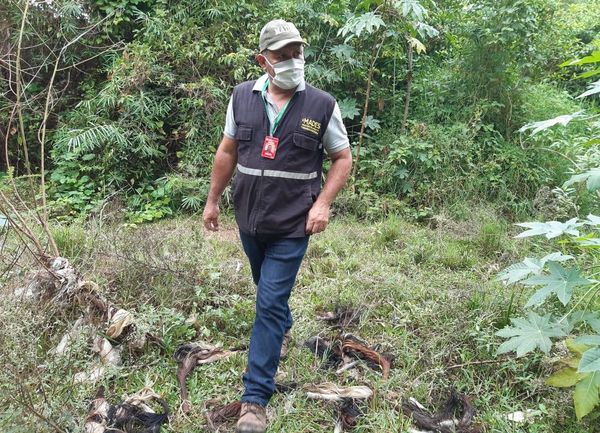 Intervienen matadero tras constatar que residuos iban a un arroyo