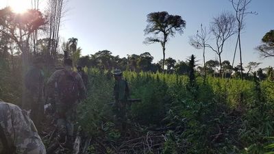 Destruyen 131 toneladas de marihuana en Reserva Mbaracayú - Nacionales - ABC Color