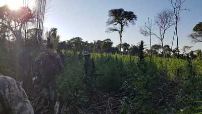 Senad destruye 131 toneladas de marihuana en Reserva Mbaracayú » Ñanduti