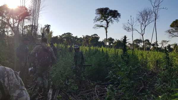 Senad destruye 131 toneladas de marihuana en Reserva Mbaracayú » Ñanduti