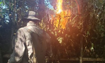 SENAD destruye 131 toneladas de cannabis en Reserva Mbaracayú – Diario TNPRESS