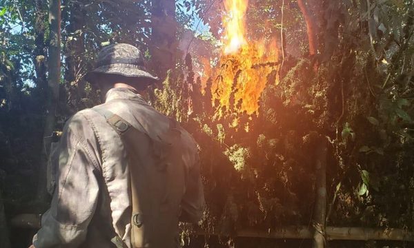 SENAD destruye 131 toneladas de cannabis en Reserva Mbaracayú – Diario TNPRESS