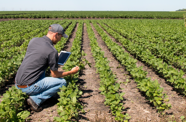 USD 80 millones del BID para mejora en los servicios agropecuarios - Paraguay Informa