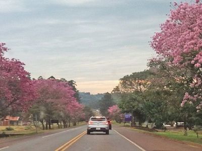 Colonias Unidas se engalana con el florecimiento anticipado del  tajy