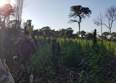 Eliminan marihuana en el Mbaracayú - Judiciales y Policiales - ABC Color