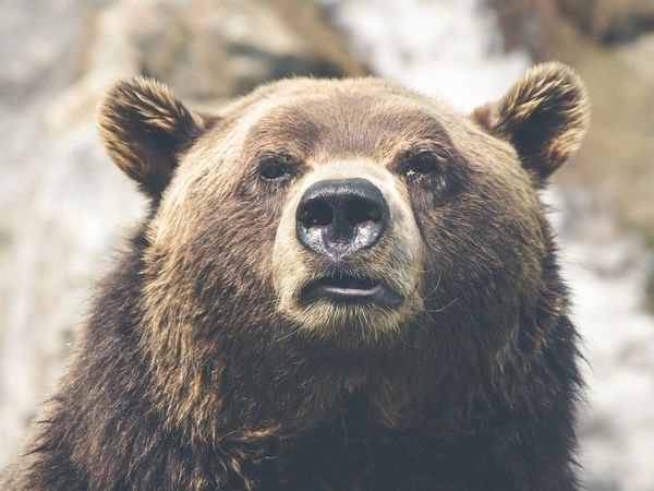 Científicos descubren propiedades antibióticas en la saliva de osos siberianos