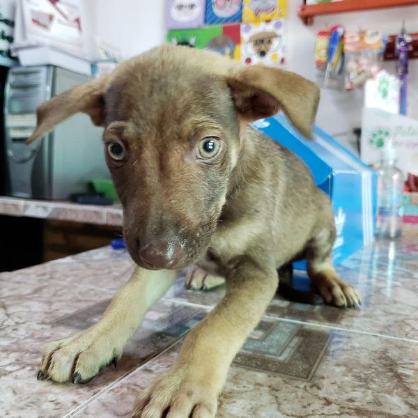 Piden ayuda ciudadana para seguir cuidando de perros y gatos rescatados de la calle - Nacionales - ABC Color