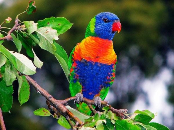 Una misteriosa enfermedad paraliza y mata a las aves en Australia