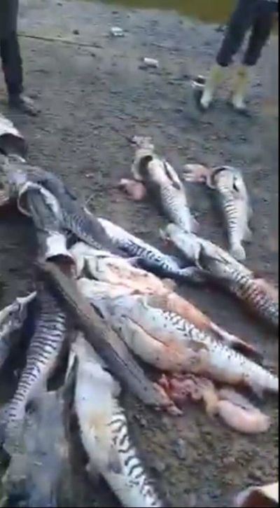 Pesca indiscriminada en aguas del río Paraná - Nacionales - ABC Color