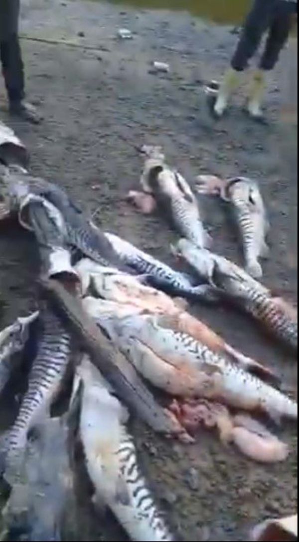 Pesca indiscriminada en aguas del río Paraná  - Nacionales - ABC Color