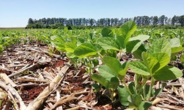 » Rendimiento del maíz y la soja zafriña afectado por la sequía