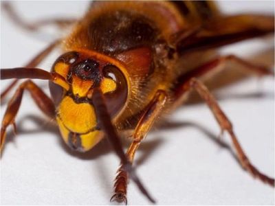Avispones gigantes causan alarma en EEUU