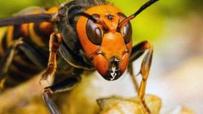 Llegada de un insecto asiático mortal pone en alerta a Estados Unidos