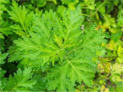 OMS pide ensayo clínico de remedio natural contra Covid-19