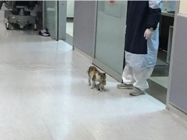 Gata lleva a su cría al hospital en busca de ayuda