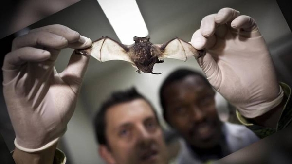 HOY / Organización Mundial de la Salud refuta a Trump: el Covid-19 tiene origen animal