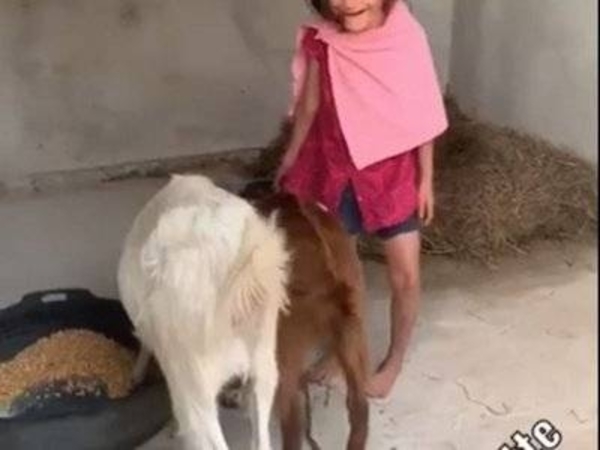 HOY / Alta noche y Yuyu durmiendo con sus cabras, la imagen que impactó a fiscales