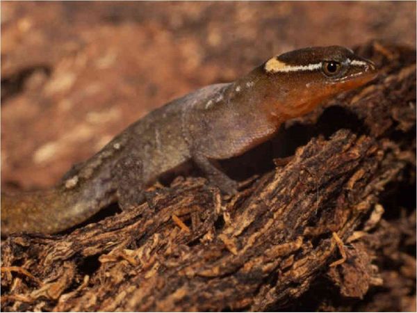 Registran presencia del lagarto más pequeño del mundo en un parque