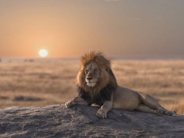 Los biólogos logran reconstruir la compleja historia evolutiva de los leones