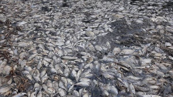 Alarmante mortandad de peces en riacho Montelindo  - Nacionales - ABC Color