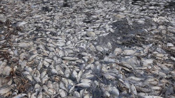 Alarmante mortandad de peces en riacho Montelindo - Nacionales - ABC Color
