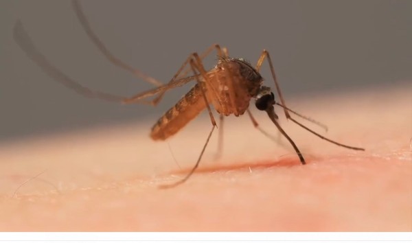 Primer caso de muerte por DENGUE pone en ALERTA a la región FRONTERIZA