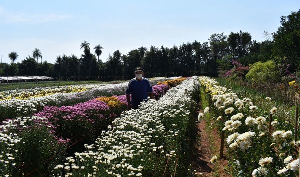Piden que se prohíba la importación de flores - Interior - ABC Color