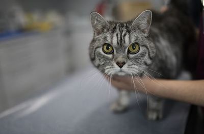 Francia pide a los enfermos de coronavirus limitar el contacto con sus gatos - Mascotas - ABC Color