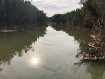 Preocupa alarmante caso de mortandad de peces - .::RADIO NACIONAL::.