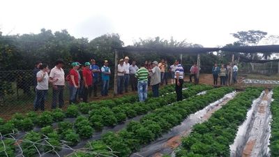 Productores resaltan cuarto año consecutivo de siembra de frutilla - .::RADIO NACIONAL::.