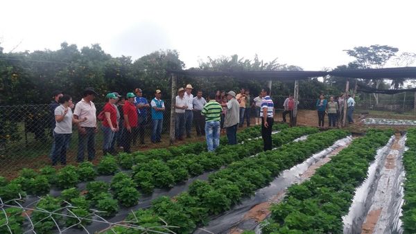 Productores resaltan cuarto año consecutivo de siembra de frutilla - .::RADIO NACIONAL::.