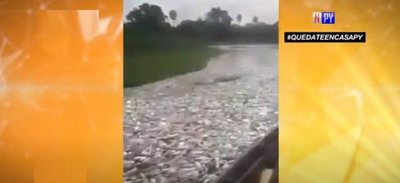 Alarmante mortandad de peces en el Chaco | Noticias Paraguay