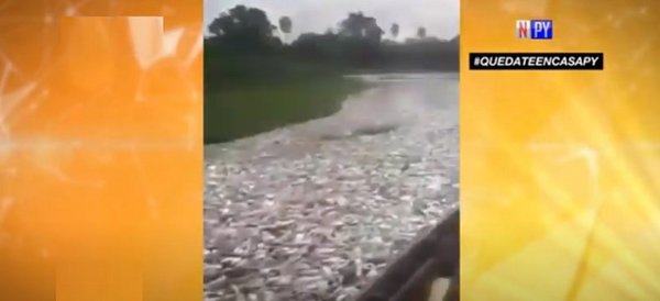 Alarmante mortandad de peces en el Chaco | Noticias Paraguay