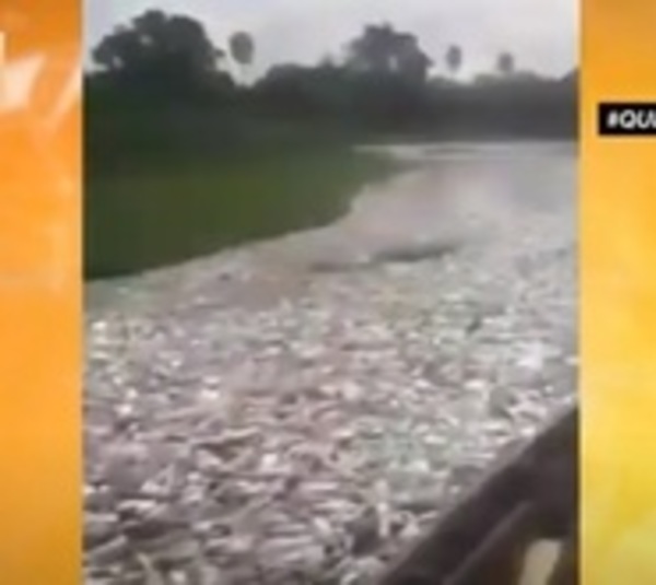 Alarmante mortandad de peces en el Chaco - Paraguay.com