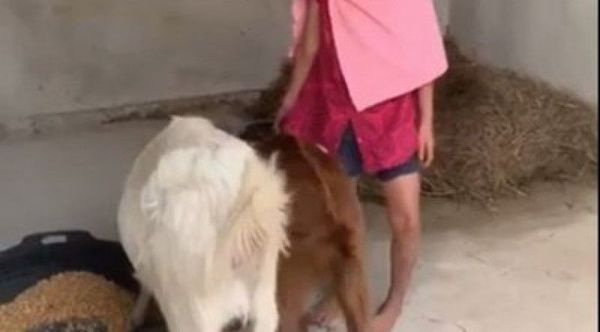 Video de Juliette durmiendo con sus cabras empujó a la imputación de su madre y padrastro
