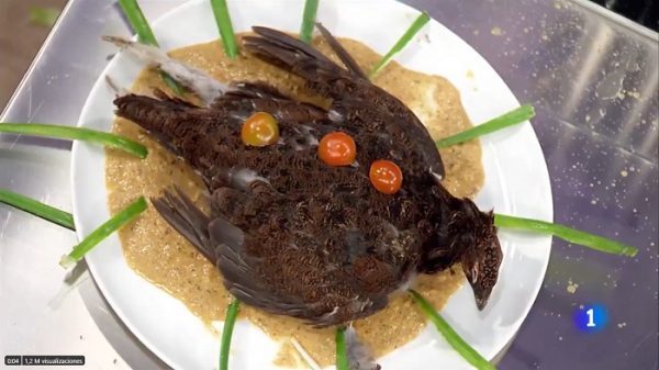 Participante presenta un pájaro muerto como plato en MasterChef