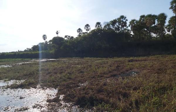 Fiscalía interviene ante mortandad de peces en Rio Montelindo