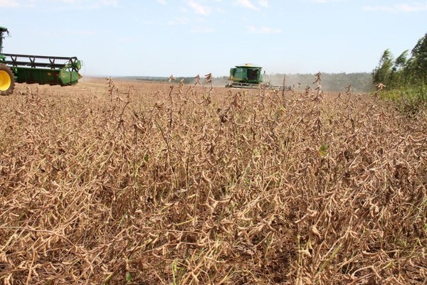 Cámara Alta rechaza crear impuesto a la soja - ADN Paraguayo