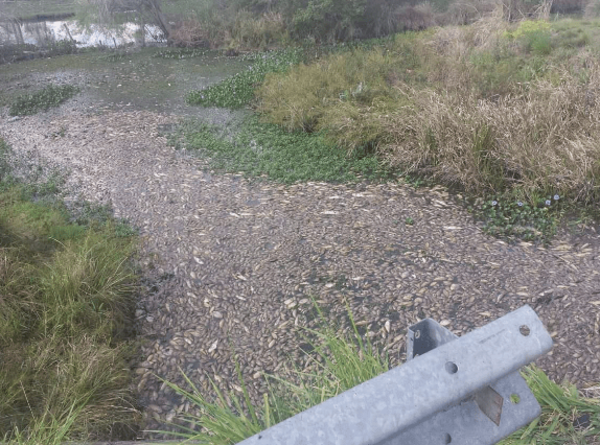 Toneladas de peces muertos en río Montelindo: tras varios días del desastre Mades fue a mirar - ADN Paraguayo