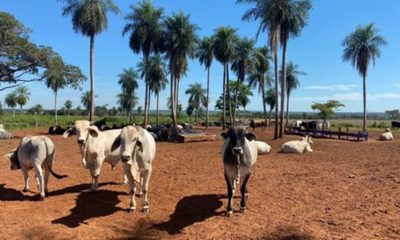» Ganaderos preocupados solicitan agilizar medidas para proteger la producción