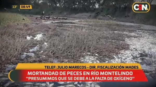 Peces mueren por "descomposición de vegetales", afirman