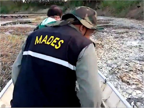 Descomposición orgánica habría causado muerte de peces