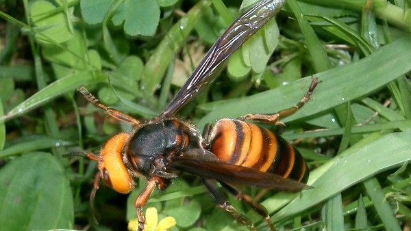 Aparecen por primera vez en EEUU «avispones asesinos», que constituyen un peligro para abejas y humanos | Radio Regional 660 AM